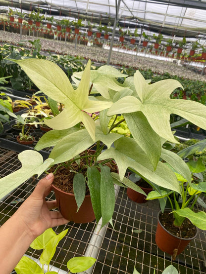Philodendron Florida Ghost Mint Live Plant
