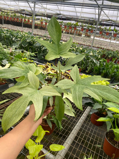 Philodendron Florida Ghost Mint Live Plant