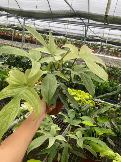 Philodendron Florida Ghost Mint Live Plant