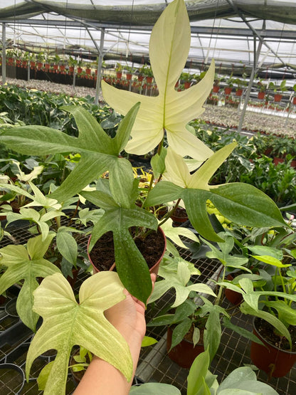 Philodendron Florida Ghost Mint Live Plant