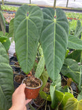 4" Anthurium Marmorathum