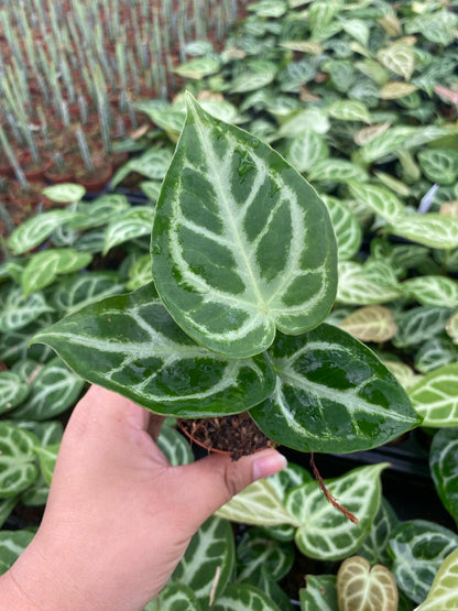 Anthurium Silver Blush | Rare Velvet Anthurium Plant with Silver Veins | Collector Aroid Indoor Plant (2” Starter Plant)