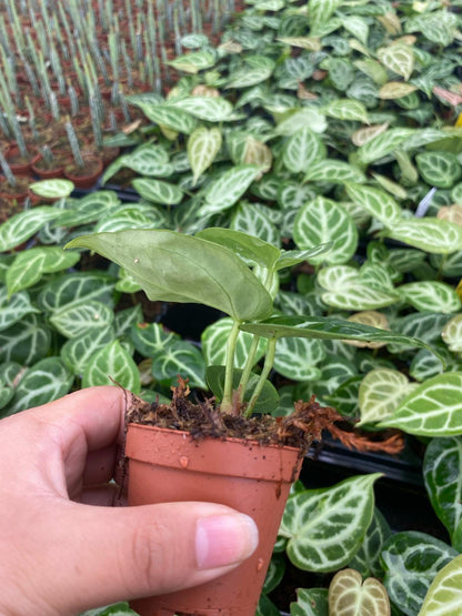 Anthurium Silver Blush | Rare Velvet Anthurium Plant with Silver Veins | Collector Aroid Indoor Plant (2” Starter Plant)