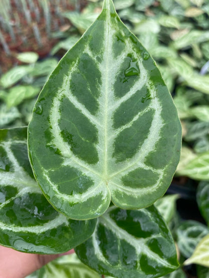 Anthurium Silver Blush | Rare Velvet Anthurium Plant with Silver Veins | Collector Aroid Indoor Plant (2” Starter Plant)