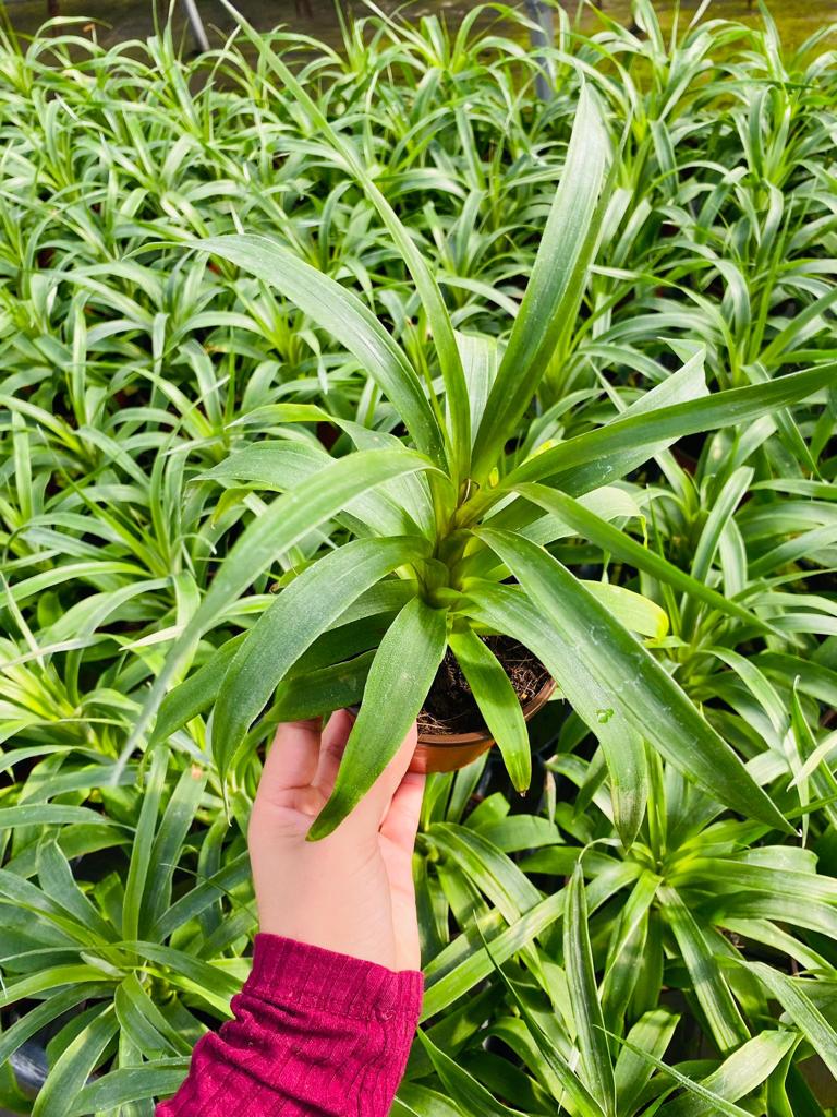 4" Ananas Mi Amigo