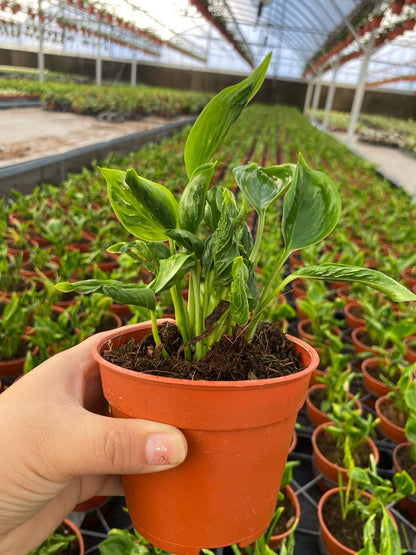 Epipremnum Shangri La | Rare Crinkled Leaf Pothos | Dark Green Tropical Houseplant | Easy Care Indoor Climbing Vine | Live 4" Plant