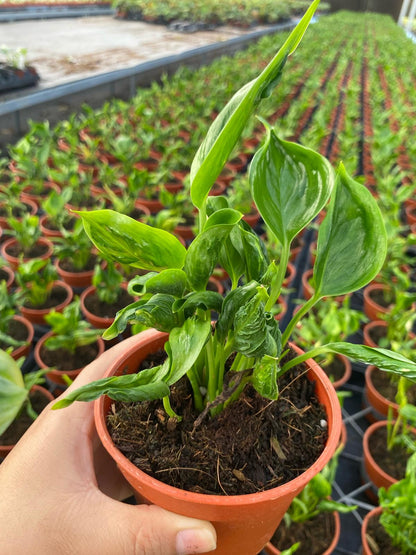 Epipremnum Shangri La | Rare Crinkled Leaf Pothos | Dark Green Tropical Houseplant | Easy Care Indoor Climbing Vine | Live 4" Plant