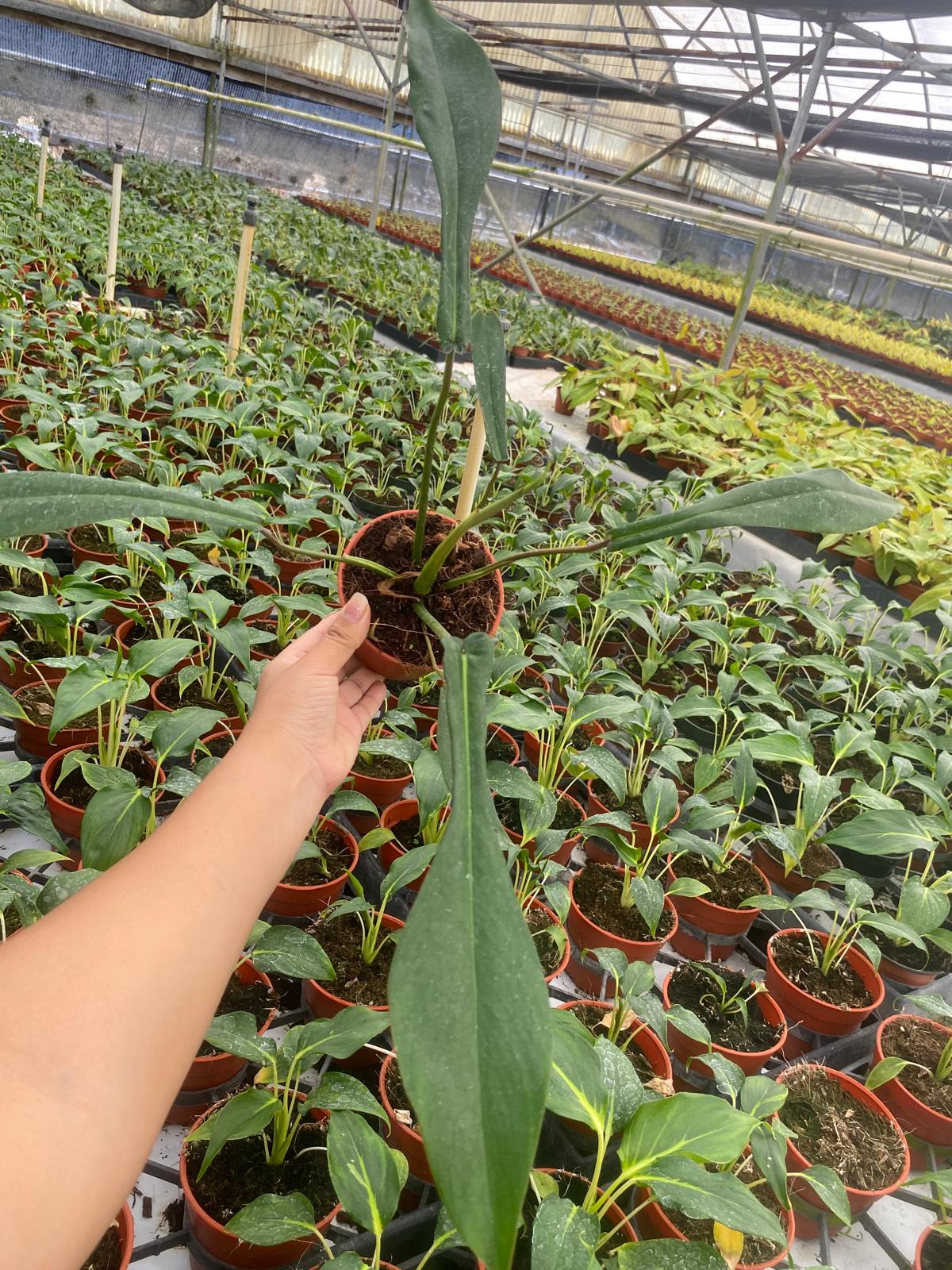 philodendron joepii for sale Philodendron Joepii (2 inch plant) – Coollective Plants