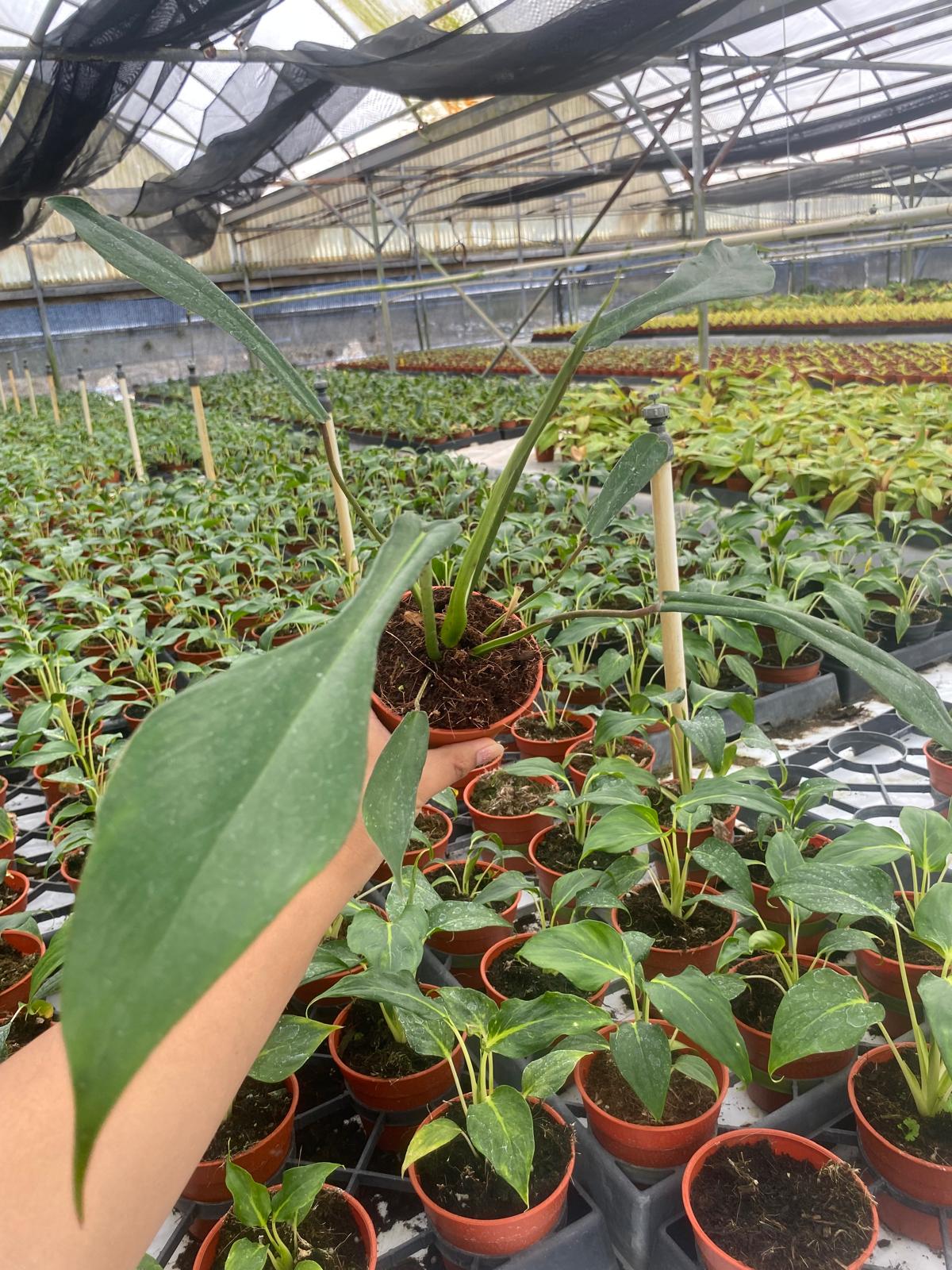Philodendron Joepii (2 inch plant)