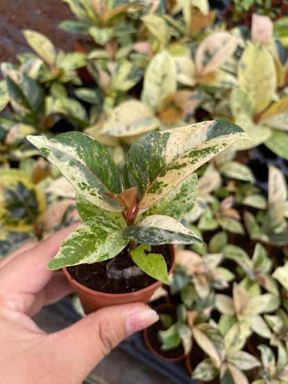 Ficus Shiveriana Variegated