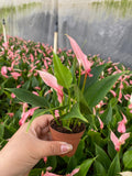 2" Anthurium Lilli