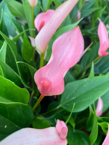 Anthurium Lilli (2 inch plant)