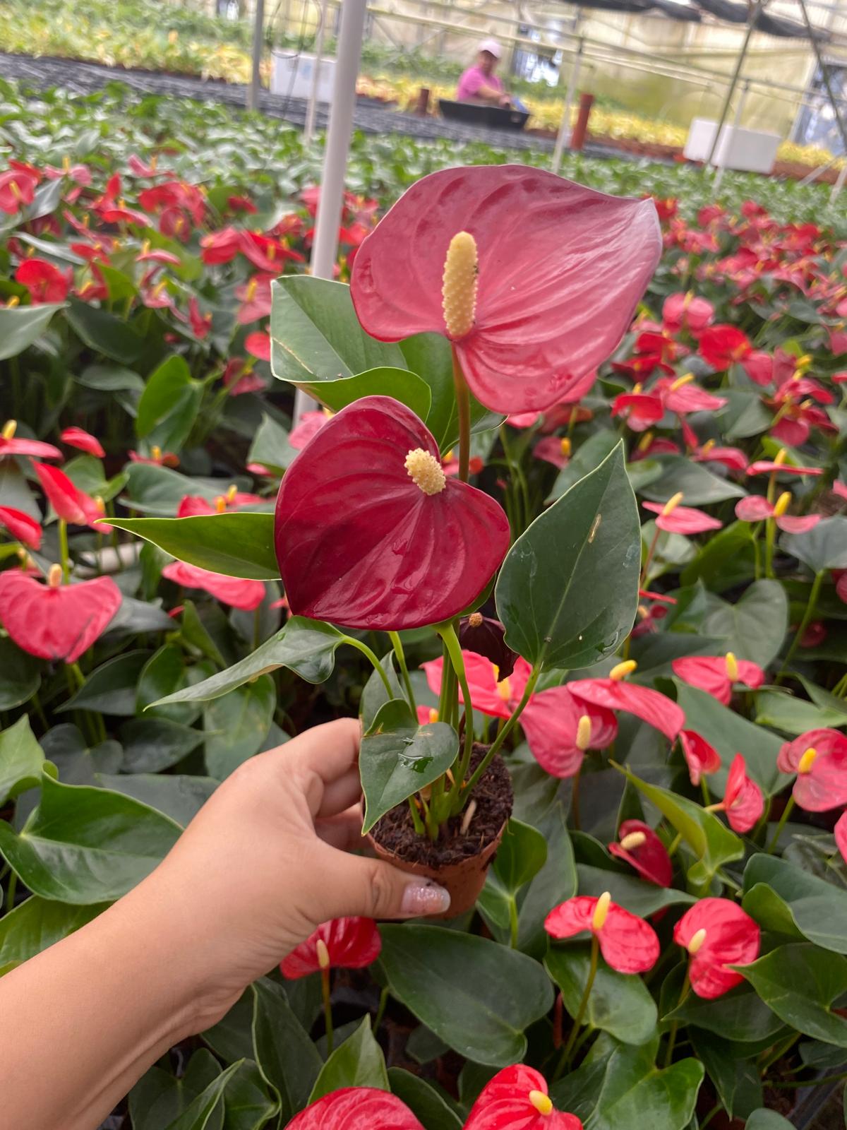 Anthurium Red Champion (2 inch plant)
