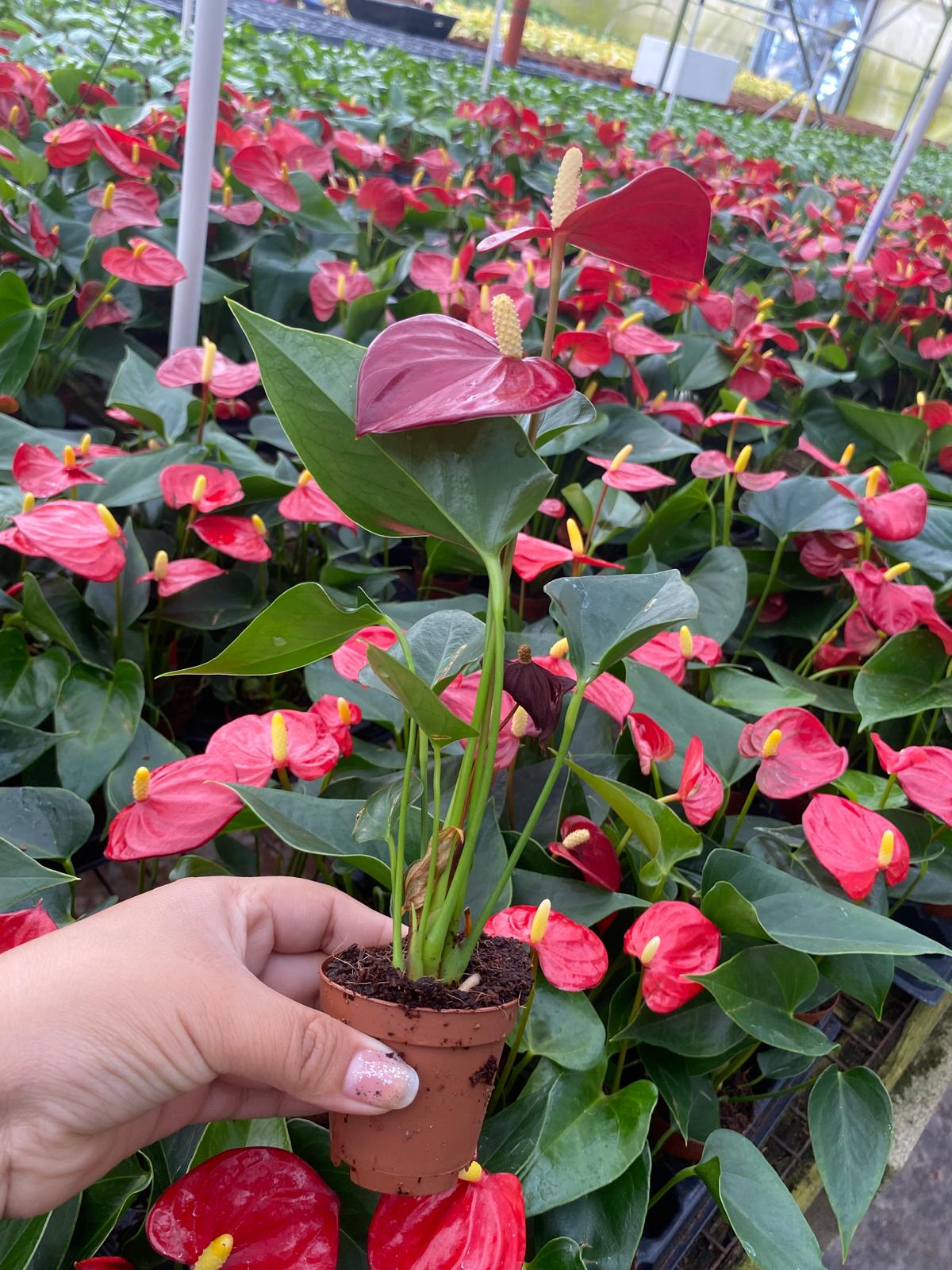 Anthurium Red Champion (2 inch plant)