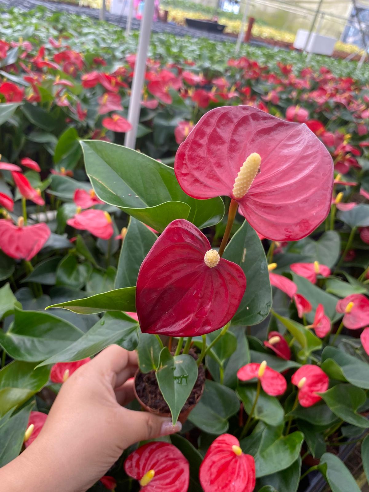 Anthurium Red Champion (2 inch plant)