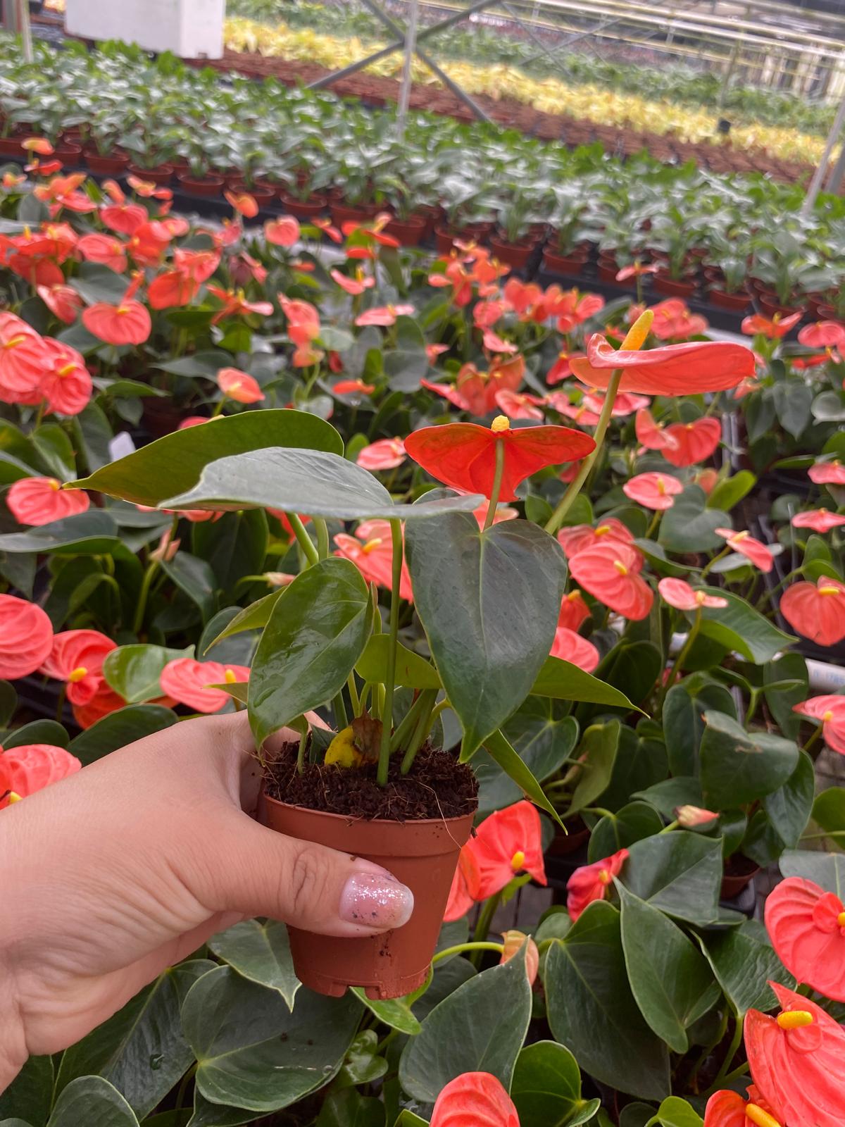 Orange Anthurium (2 inch plant)