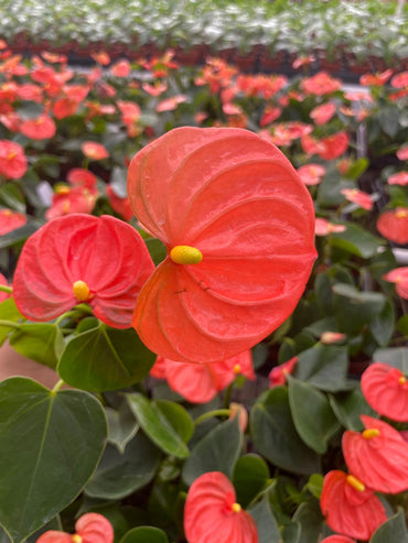 Orange Anthurium (2 inch plant)