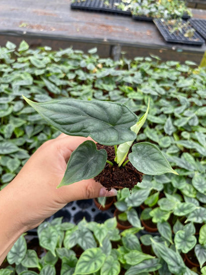 Alocasia Dragon Scale 4 Inch Rare Live Plant