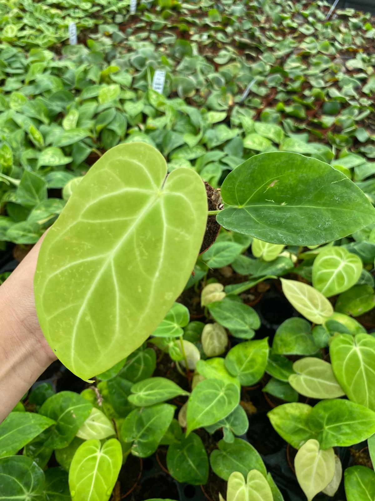 Anthurium Dorayaki 2 Inch Plant | Rare Velvet Round Leaf Anthurium