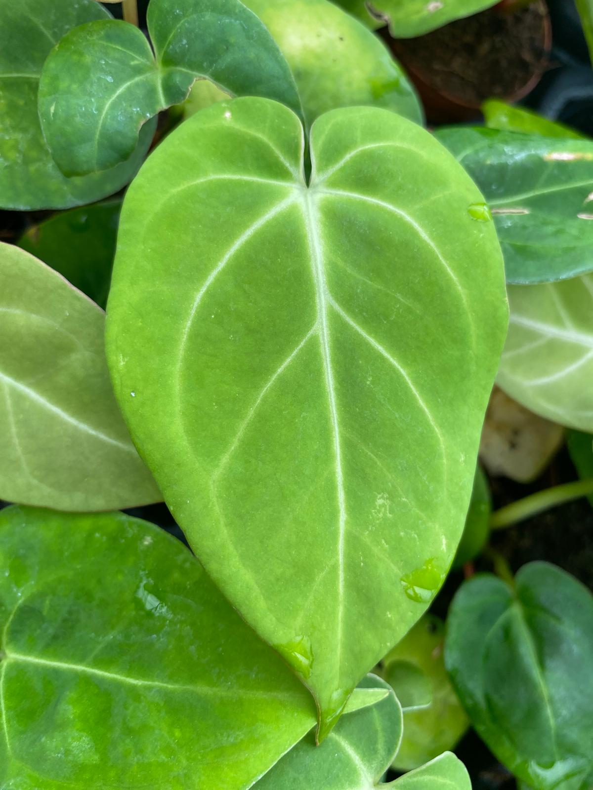 Anthurium Dorayaki 2 Inch Plant | Rare Velvet Round Leaf Anthurium