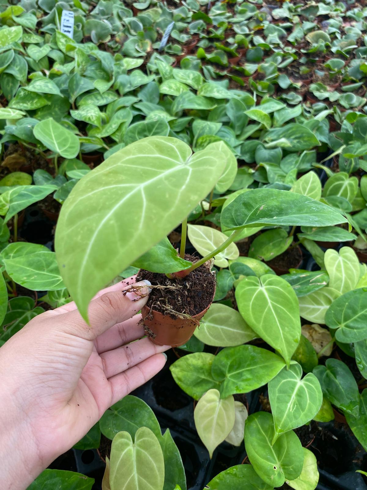 Anthurium Dorayaki 2 Inch Plant | Rare Velvet Round Leaf Anthurium