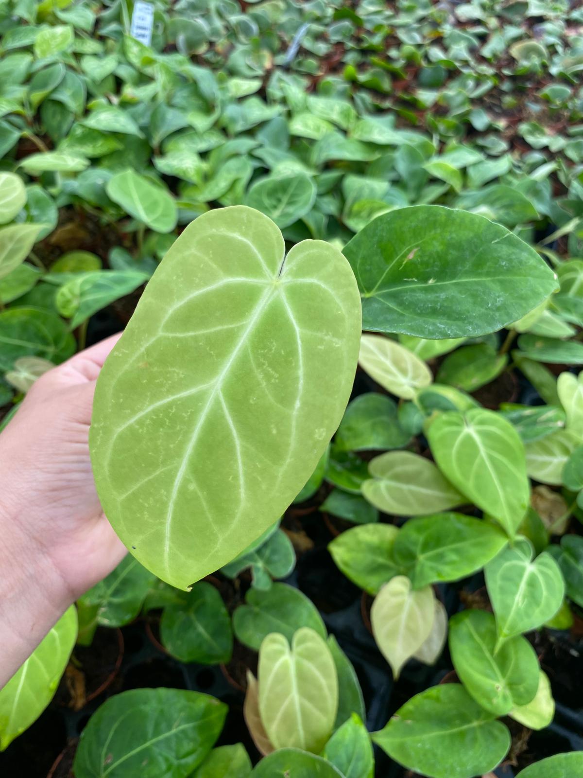 Anthurium Dorayaki 2 Inch Plant | Rare Velvet Round Leaf Anthurium