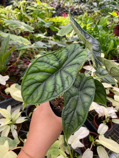 Alocasia Dragon Scale 4 Inch Rare Live Plant