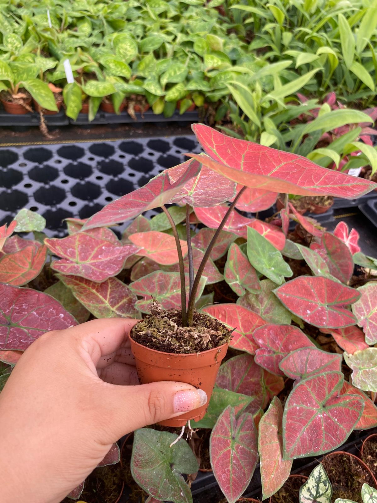 Caladium Sunshine 2 Inch Plant