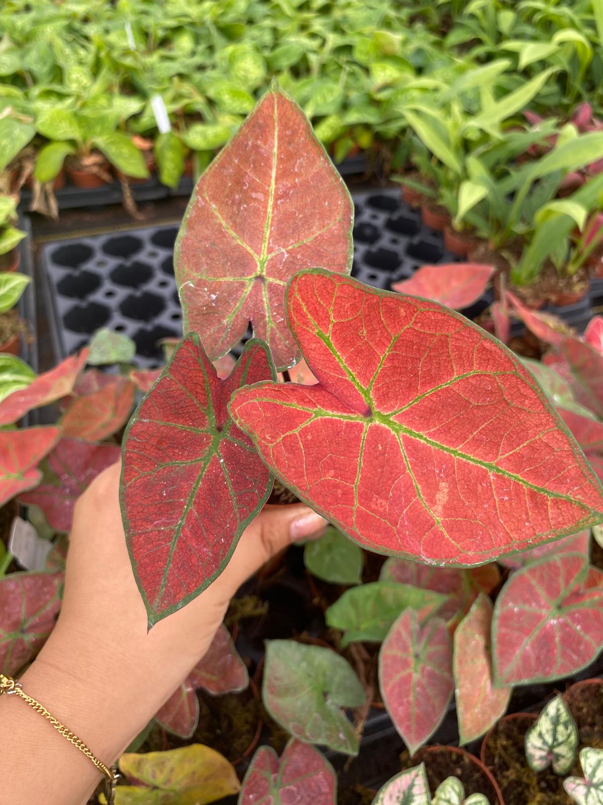 Caladium Sunshine 2 Inch Plant | Red Green Indoor Caladium