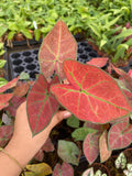 2" Caladium Sunshine