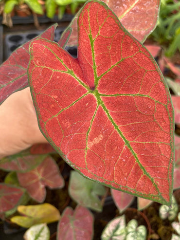 Caladium Sunshine 2 Inch Plant | Red Green Indoor Caladium