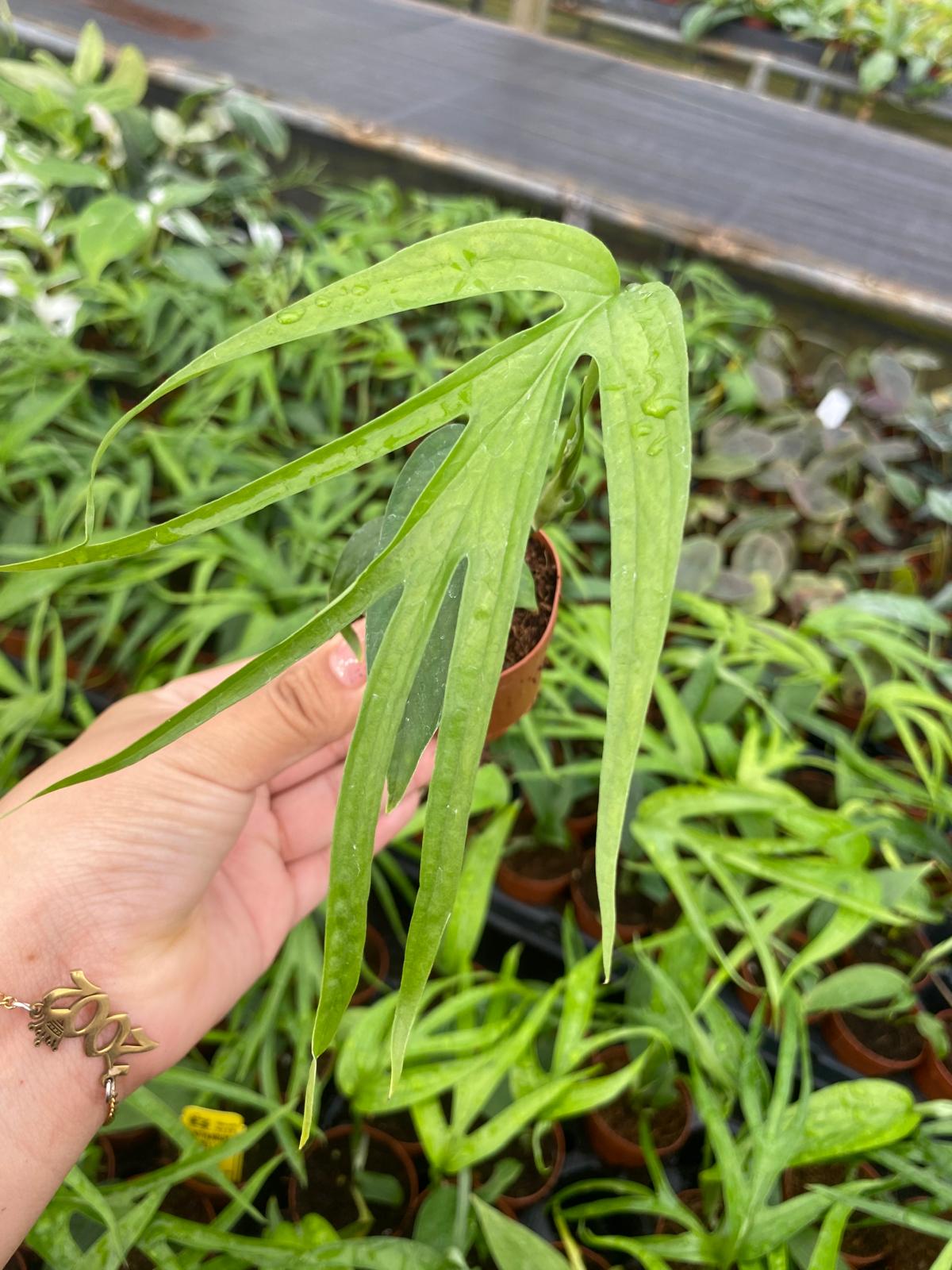 Amydrium Zippelianum 2 Inch Plant | Rare Climbing Aroid