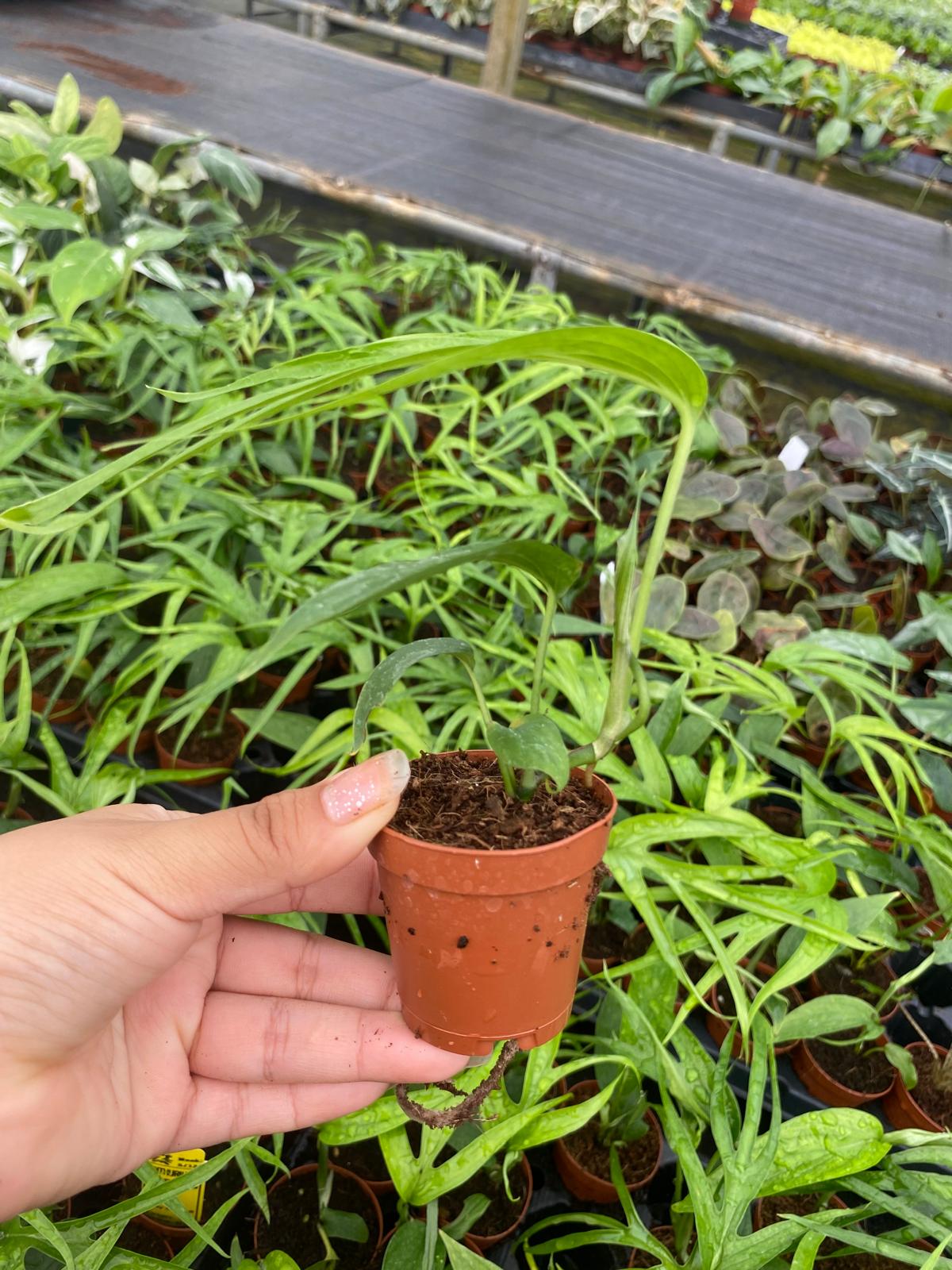 Amydrium Zippelianum 2 Inch Plant | Rare Climbing Aroid