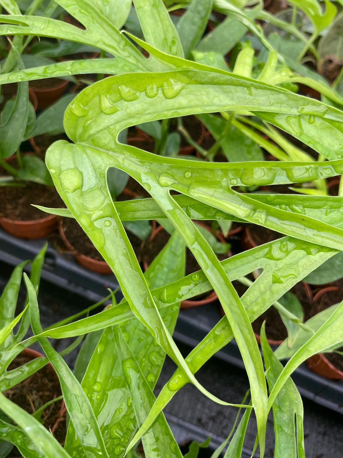 Amydrium Zippelianum 2 Inch Plant | Rare Climbing Aroid