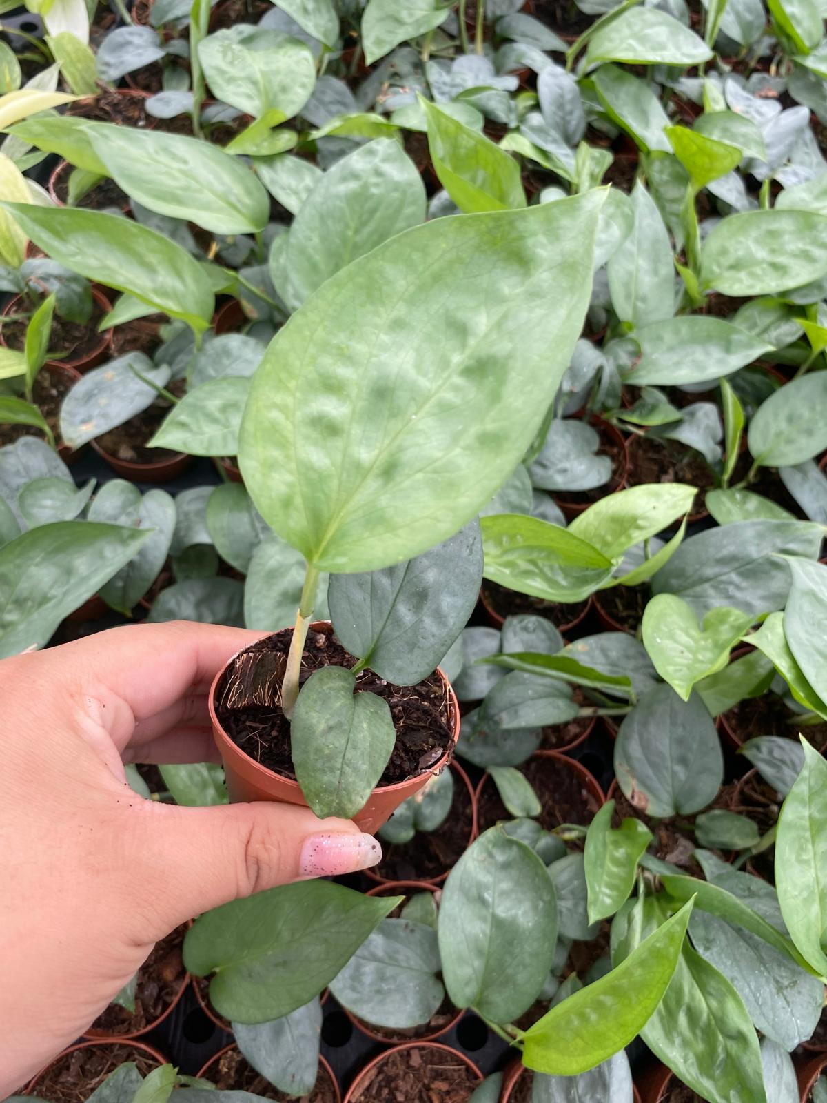 Amydrium Spiderman 2 Inch Plant | Rare Silver Climbing Aroid