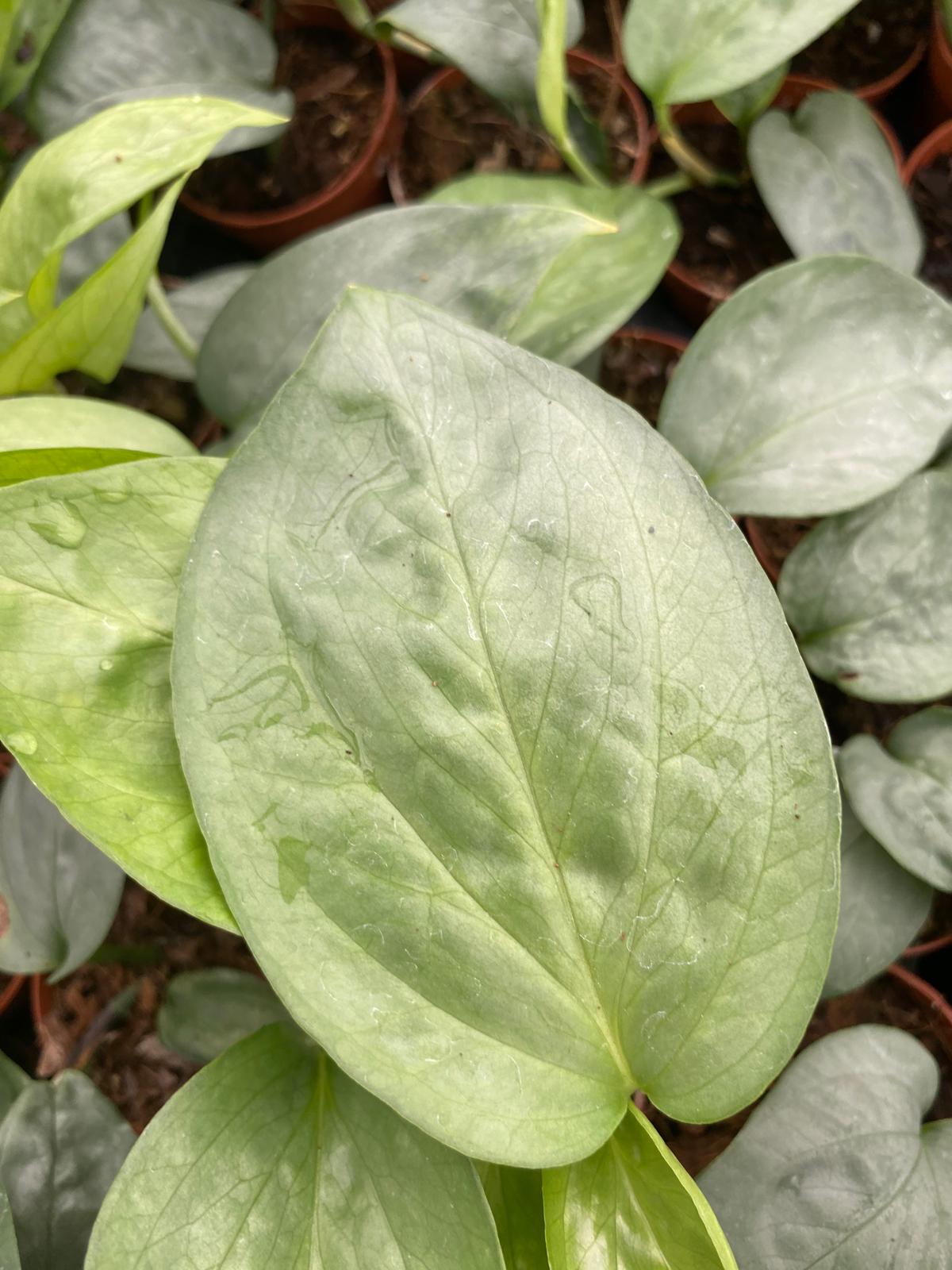 Amydrium Spiderman 2 Inch Plant | Rare Silver Climbing Aroid