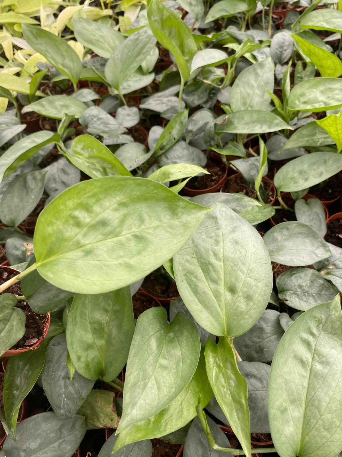 Amydrium Spiderman 2 Inch Plant | Rare Silver Climbing Aroid