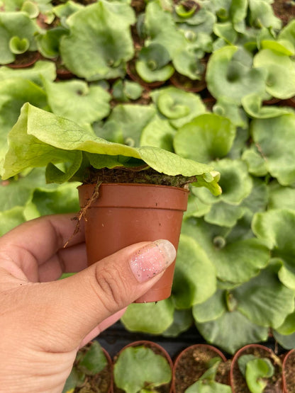 Platycerium Wandae