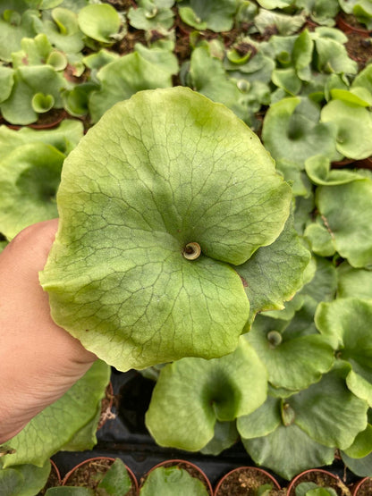 Platycerium Wandae