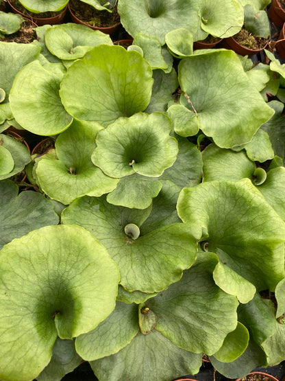 Platycerium Wandae