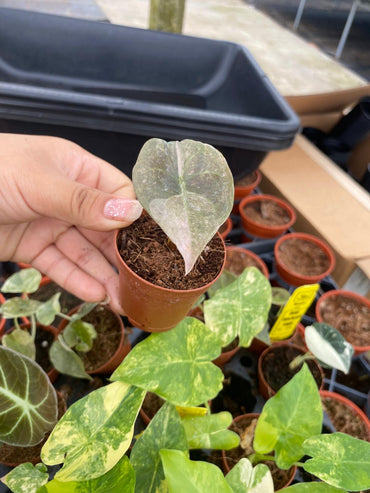 Alocasia Red Secret 'Cuprea' Variegated
