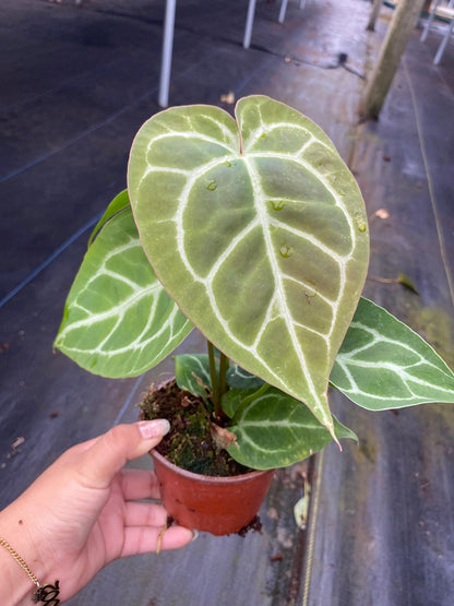 Anthurium Crystallinum Rare Velvet Crystal Anthurium Live Plant