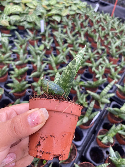 Sansevieria Boncellensis 2 Inch Plant | Starfish Snake Plant