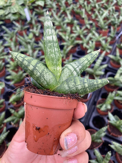 Sansevieria Boncellensis 2 Inch Plant | Starfish Snake Plant