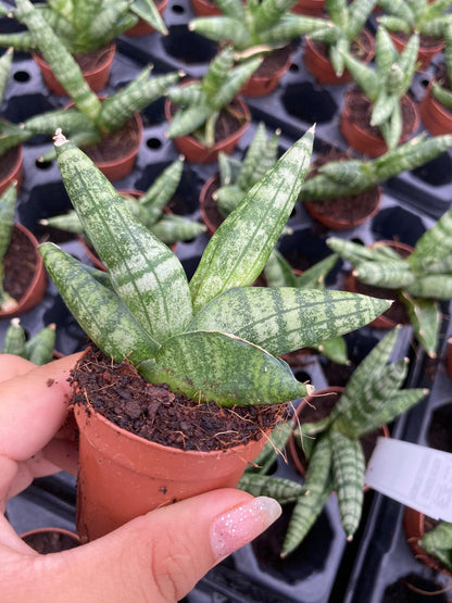 Sansevieria Boncellensis 2 Inch Plant | Starfish Snake Plant