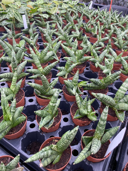 Sansevieria Boncellensis 2 Inch Plant | Starfish Snake Plant