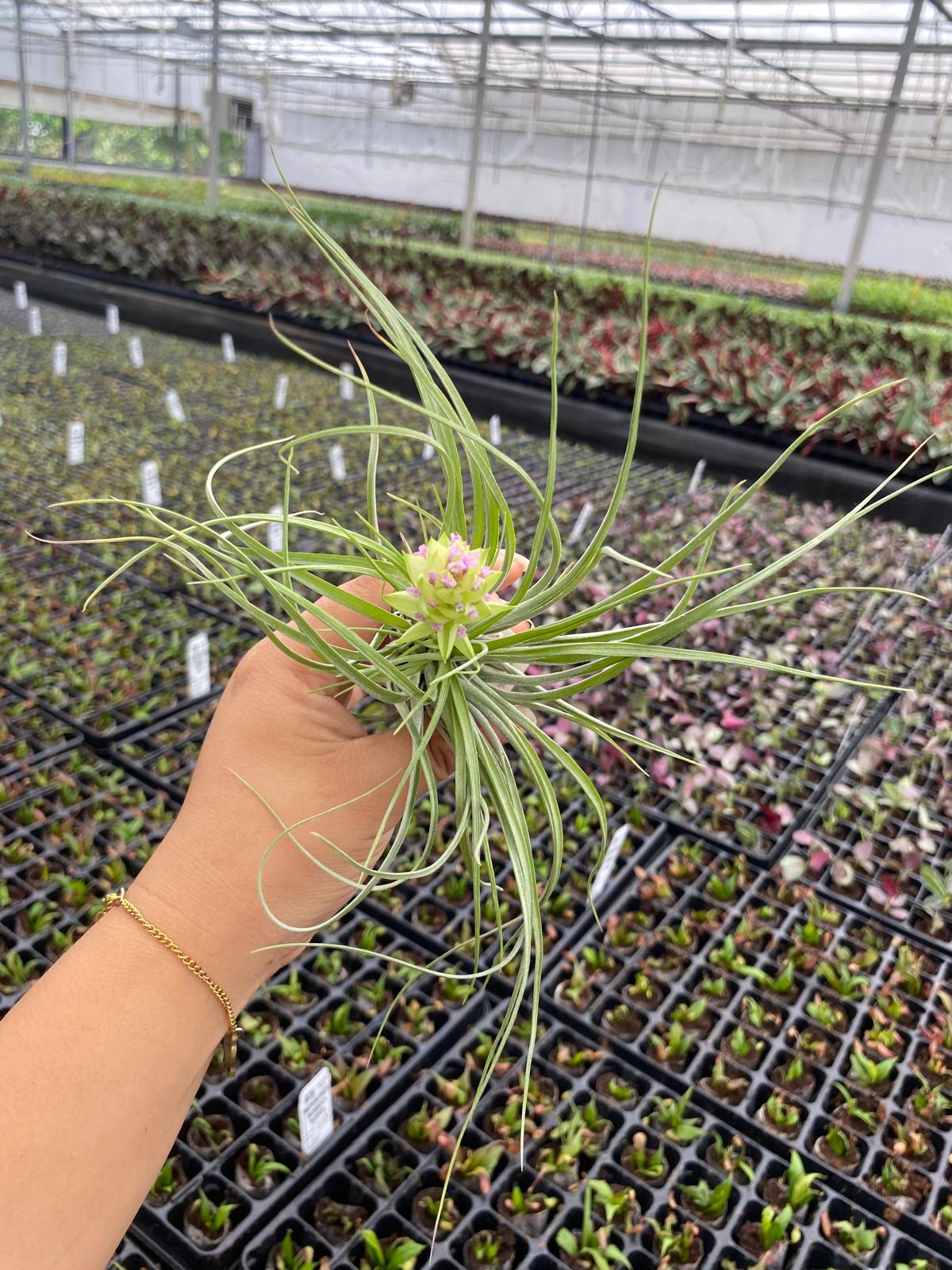 Tillandsia Stricta " Air plant"-Easy to Care