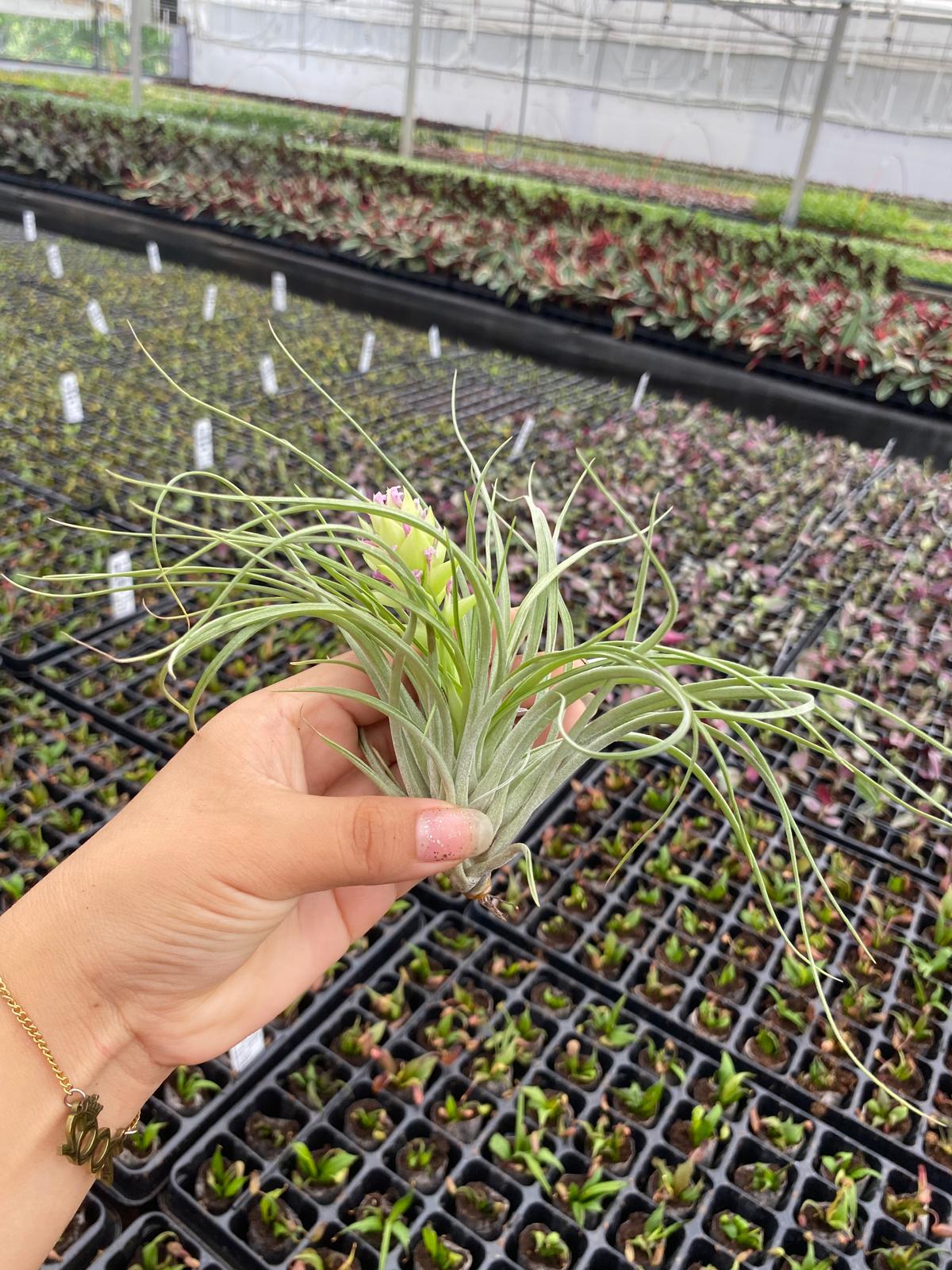 Tillandsia Stricta " Air plant"-Easy to Care