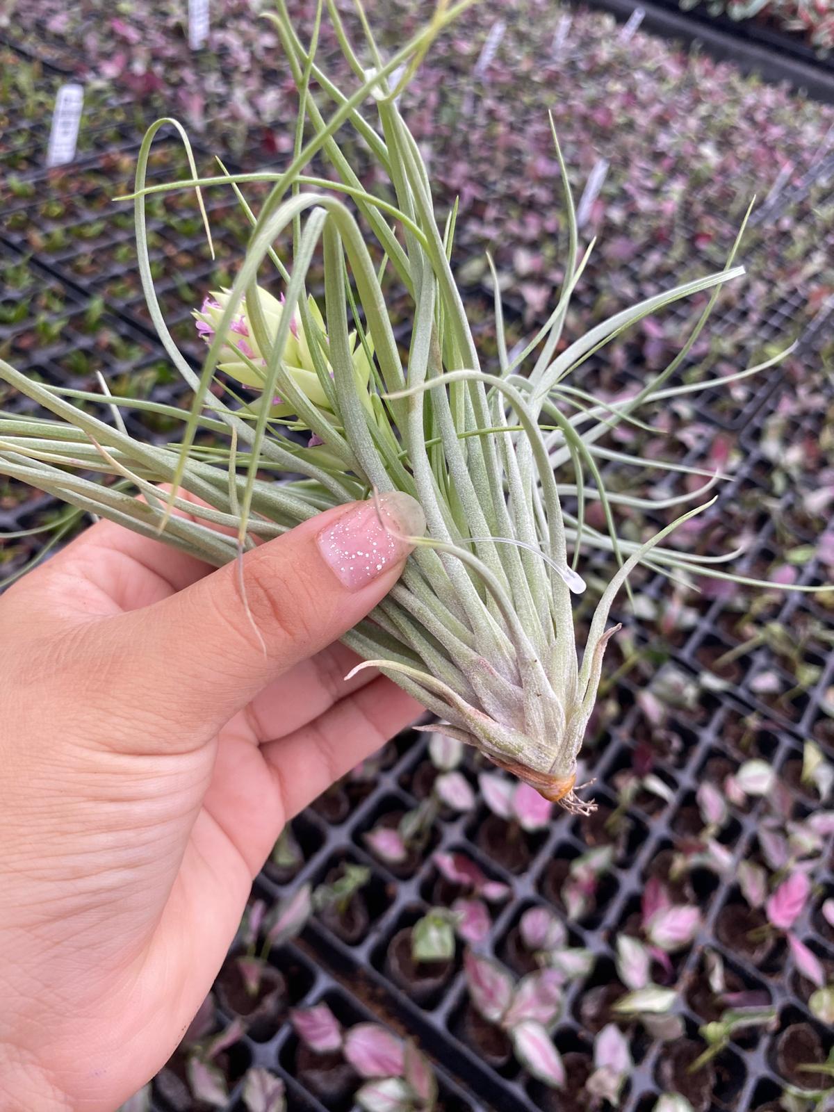 Tillandsia Stricta " Air plant"-Easy to Care