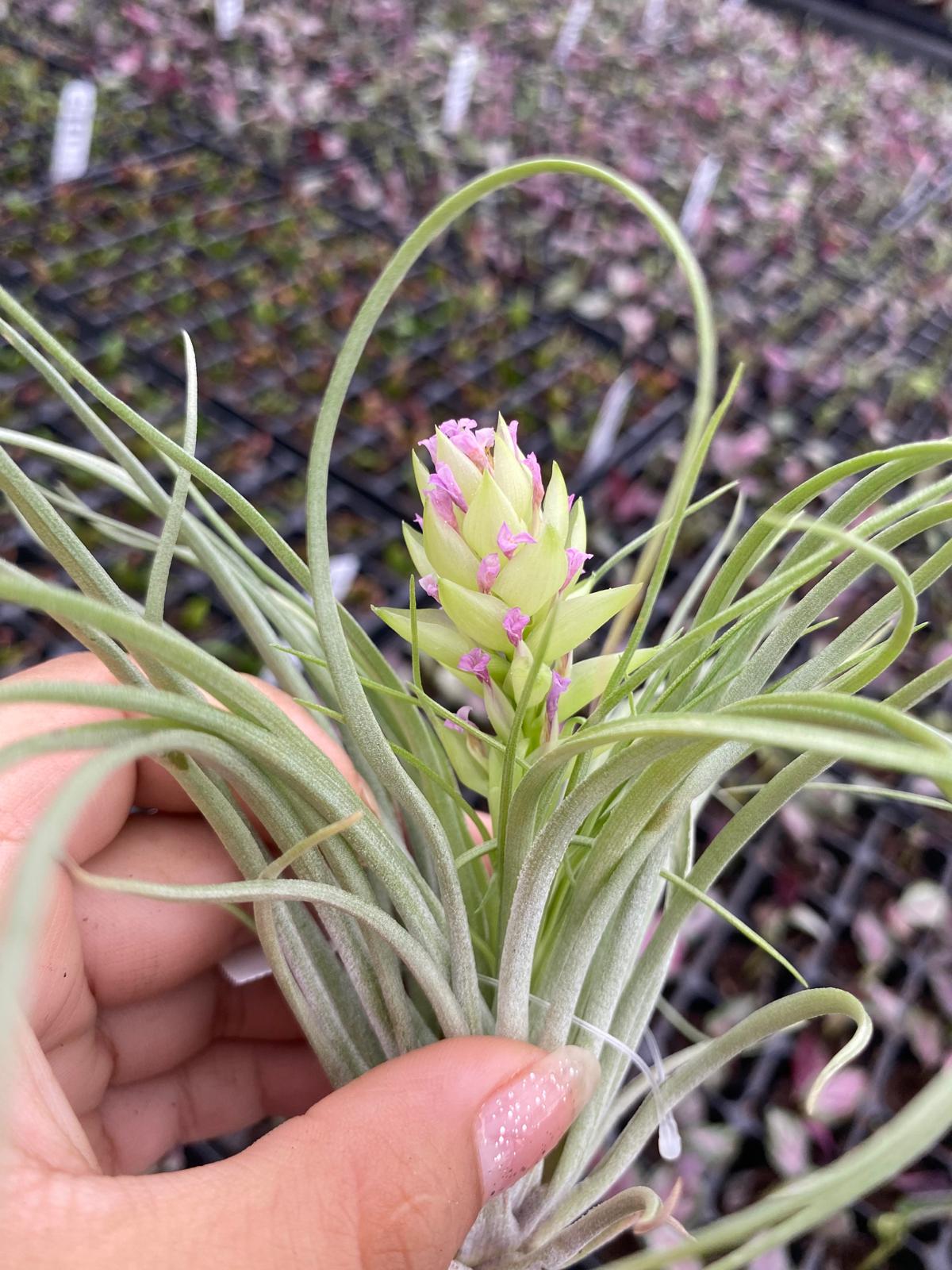 Tillandsia Stricta " Air plant"-Easy to Care